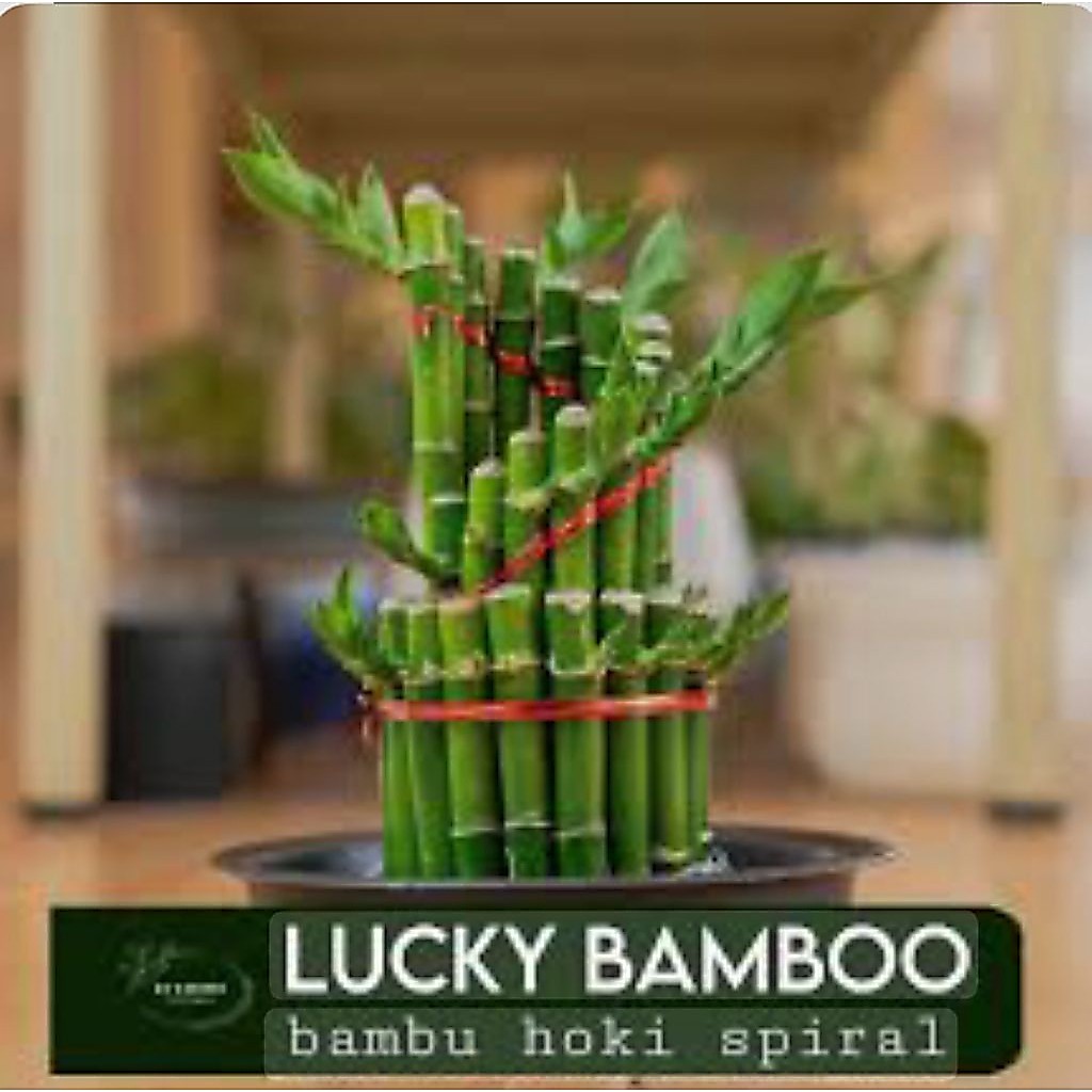 Bambu Hoki Spiral Bambu Hoki Keberuntungan - Bambu Hoki Model Spiral Bambu Hoki Keberuntungan Siap P