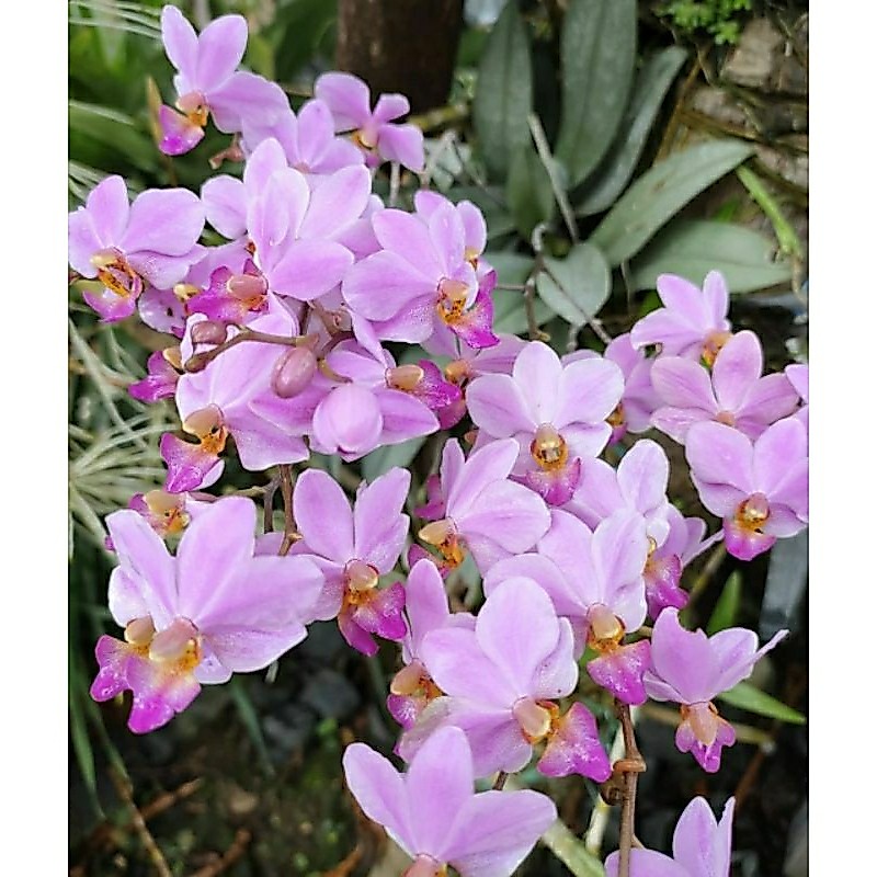Anggrek Phalaenopsis Bonita atau Doritis