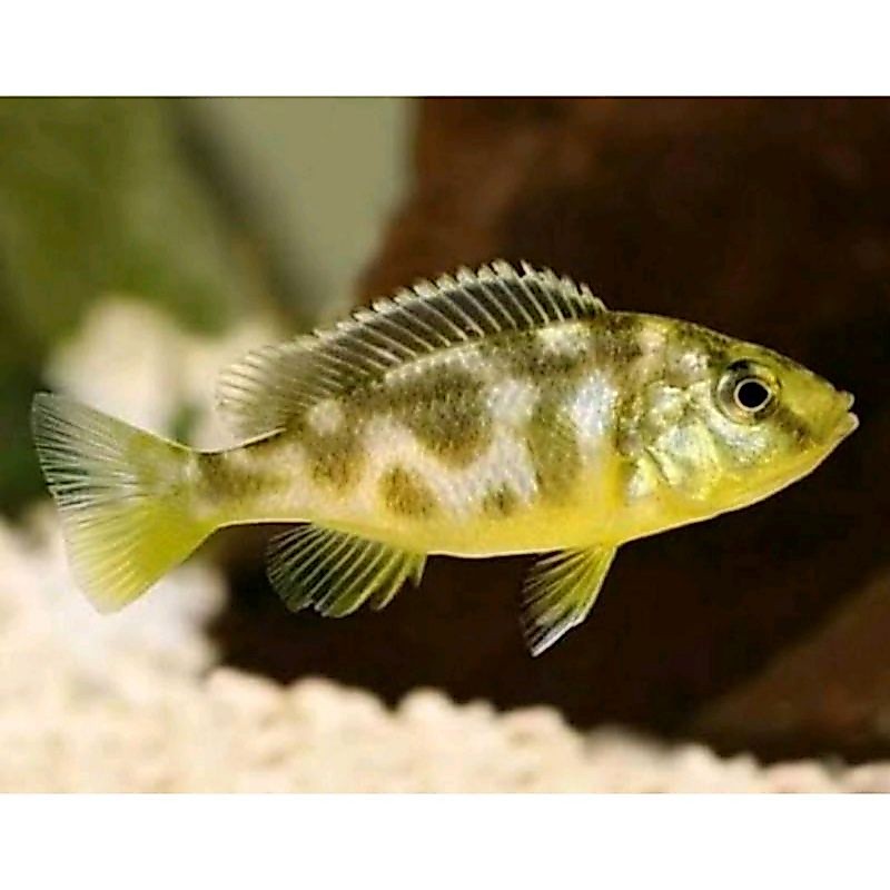 GRAB ONLY IKAN HIAS AQUARIUM IKAN VENUSTUS IKAN CHICLID