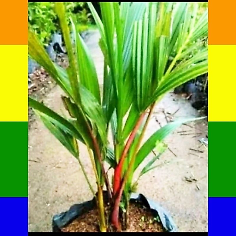 Bibit pohon palem merah/bibit tanaman hias palem merah