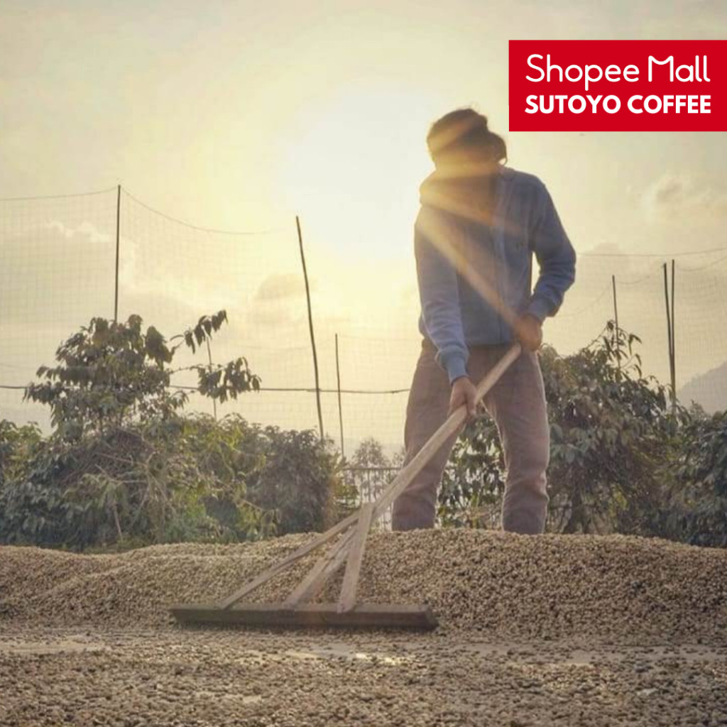 

JAMIN MURAH !!!SUTOYO COFFEE – Kopi Liberika 500 Gram | Medium Roast | Single Origin | Sutoyo Coffee | Liberica Coffee(BISA LANGSUNG ORDER)