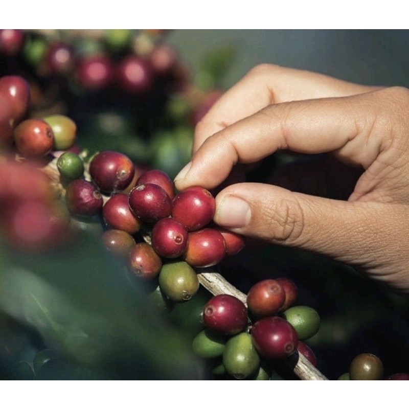 

JAMIN MURAH !!!HIBO Kopi Organic Coffee Dark French Bubuk 100 Gram(BISA LANGSUNG ORDER)