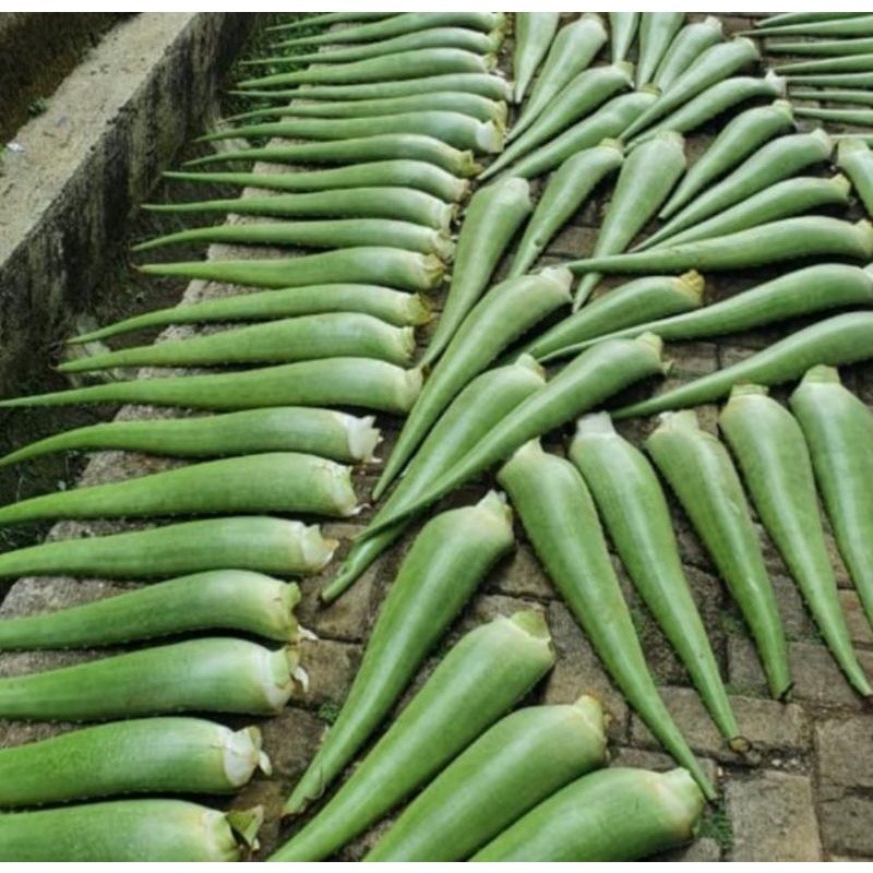 

[SJ] Pelepah Lidah Buaya Jumbo Organik / Aloevera Jumbo 1PCS