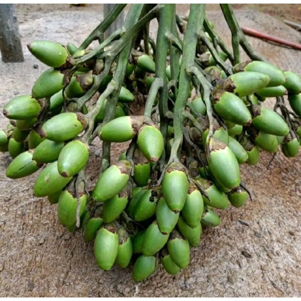 

[SJ] Buah Pinang Muda Segar Petik Langsung – 500 Gram