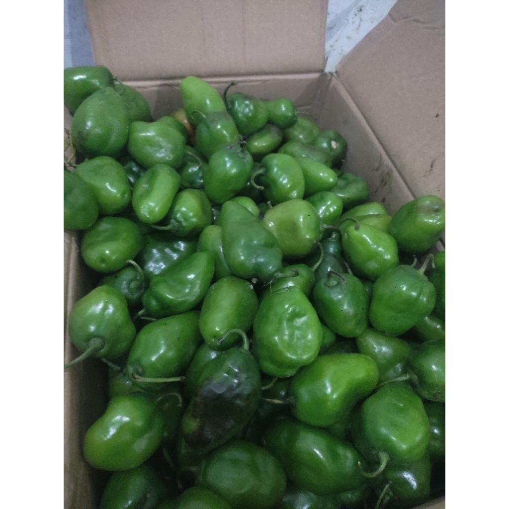 

PROMO cabe bendot/gendot 1kg