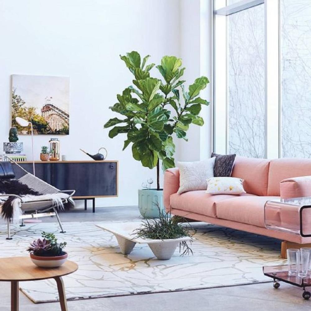 Tanaman Hias – Ketapang Biola Fiddle Leaf Fig Ficus lyrata Pohon Ara Biola Daun Besar Mengilap Indoo