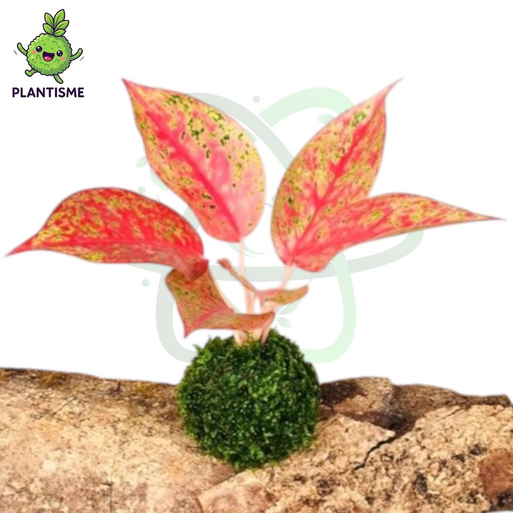Mossball – Sunset Aglaonema Aglaonema Big Roy Sri Rejeki Merah Tanaman Hias Daun Tropis Indoor
