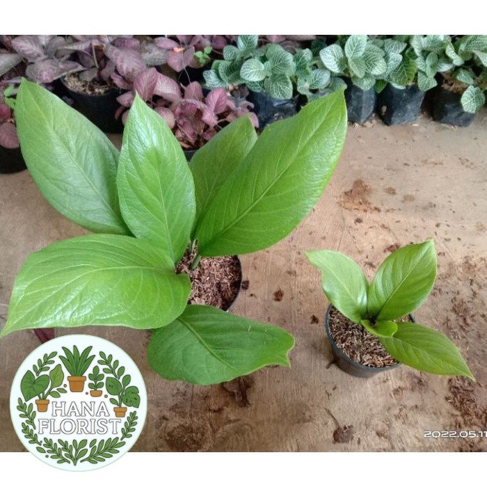 ( BISA BAYAR DI TEMPAT ) ( BISA COD ) PROMO Anthurium Jenmani Supernova / Tanaman Hias Anturium Jema