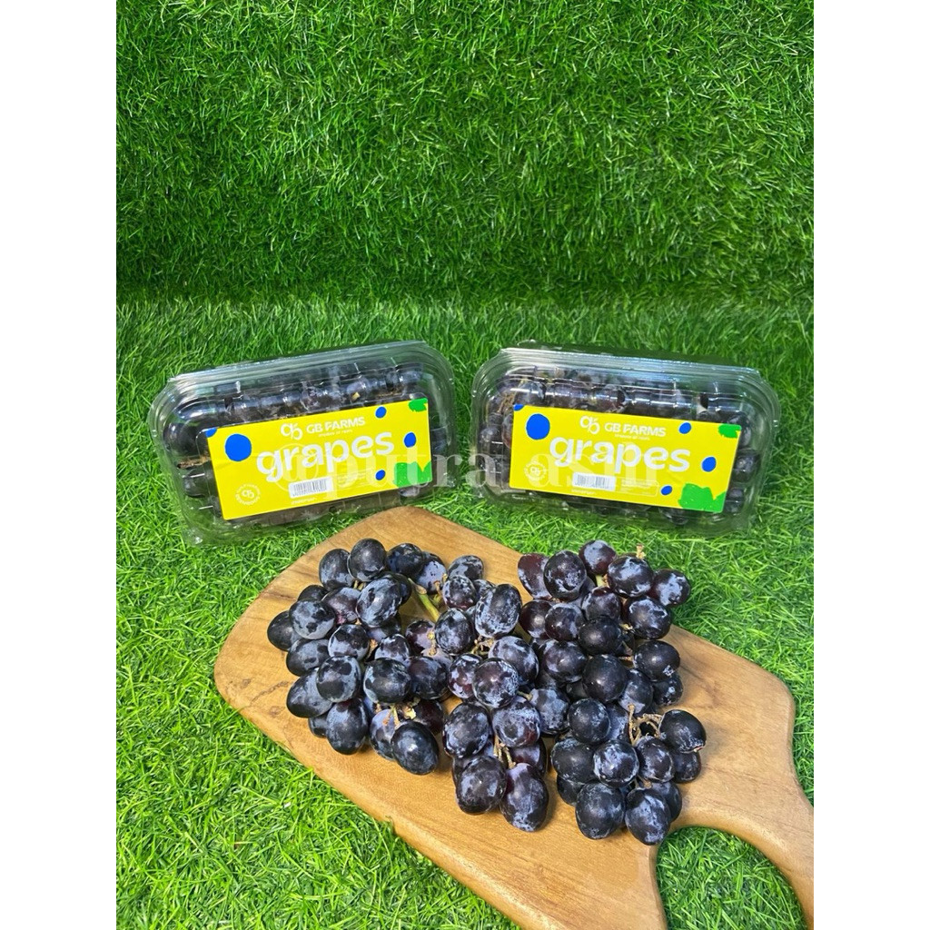 

Anggur Autumn China Black ( Buy 1 pack free 1 pack )