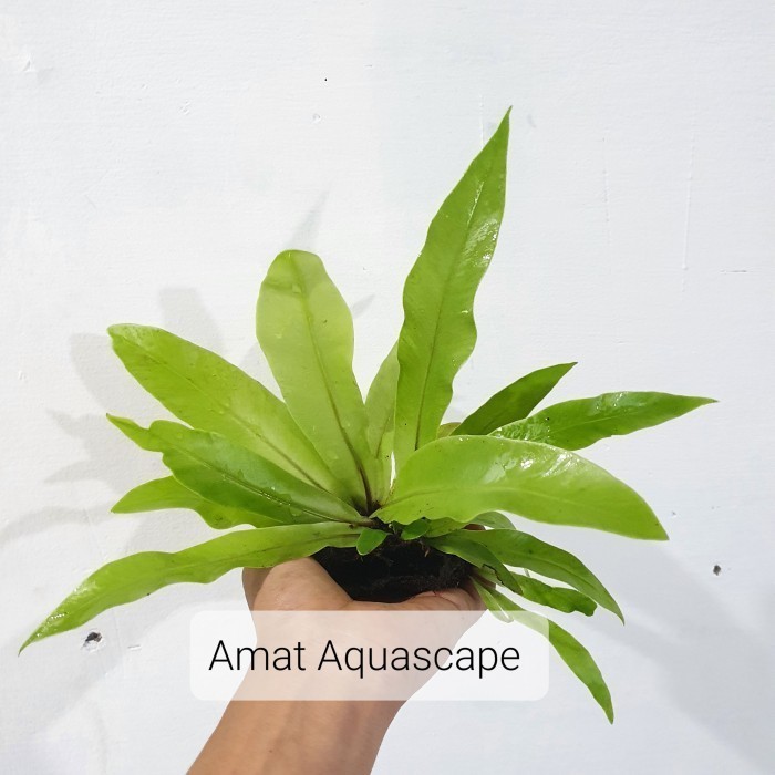 PROMO- Kadaka Mini Darat | Tanaman Paludarium Terrarium Vivarium - SIZE S T.V.P -HERBAL