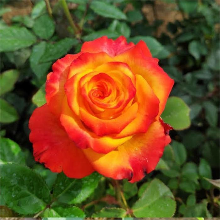 Cod TANAMAN HIAS MAWAR IMPOR ORANGE STAR//MAWAR HIDUP