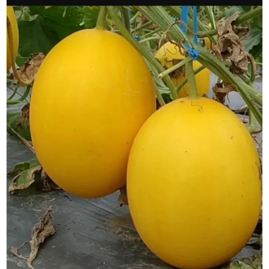 RBP Benih Melon Golden