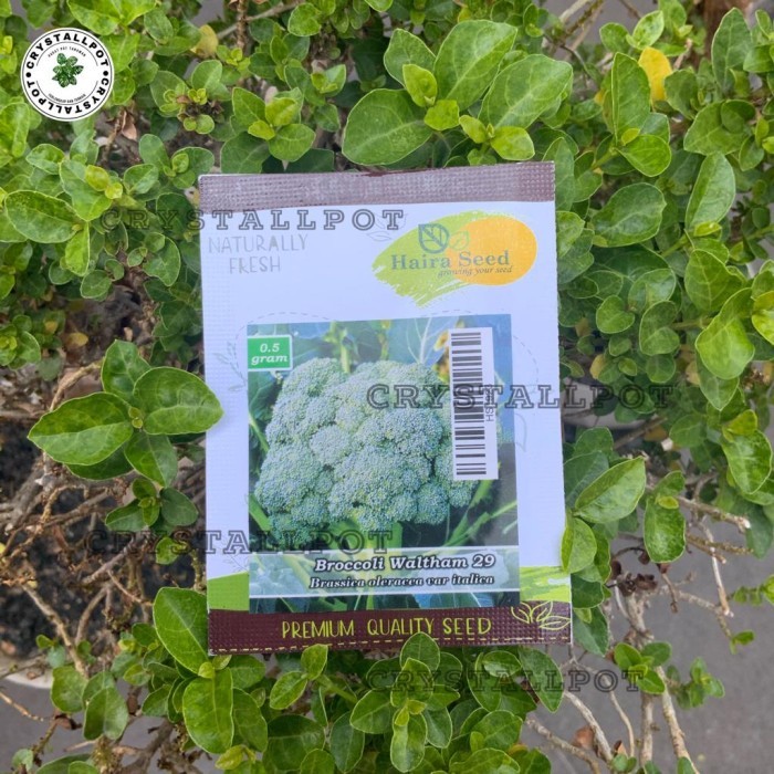 BENIH BIBIT BROKOLI WALTHAM 29 ITALICA HAIRA SEED - BROKOLI WALTHAM 29