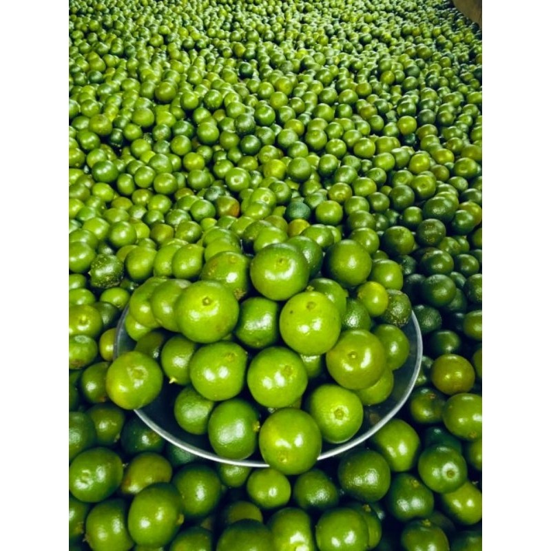 1kg jeruk sonkit jeruk kasturi jeruk kunci