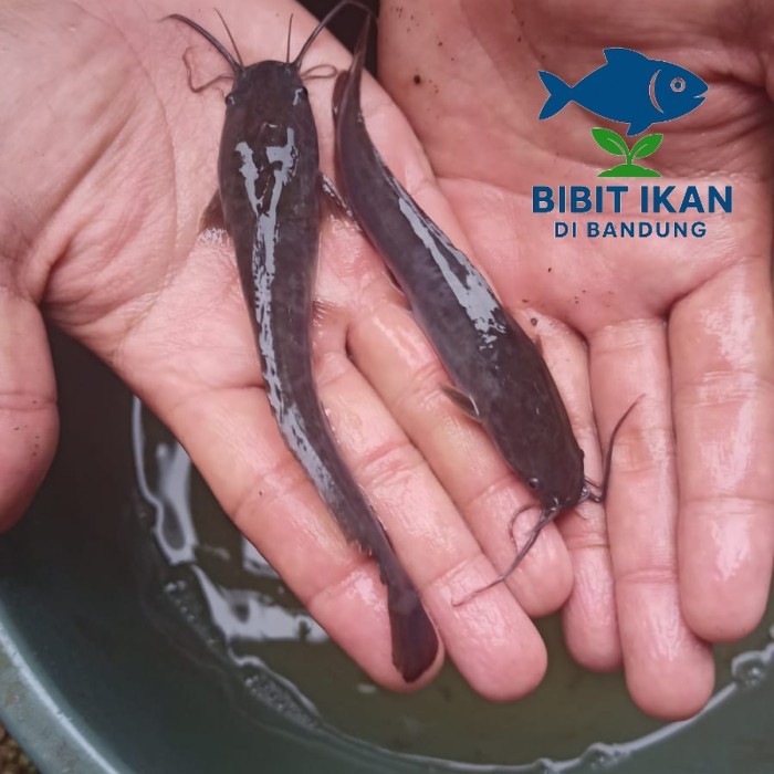 Bibit / benih ikan lele ukuran 10 - 11 cm per ekor / bibit ikan di bandung khusus intsan / BIDB