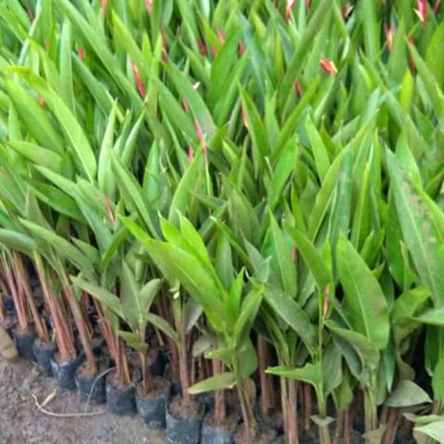 Tanaman Hias Pisang Pisangan - Tanaman Hias Helikornia