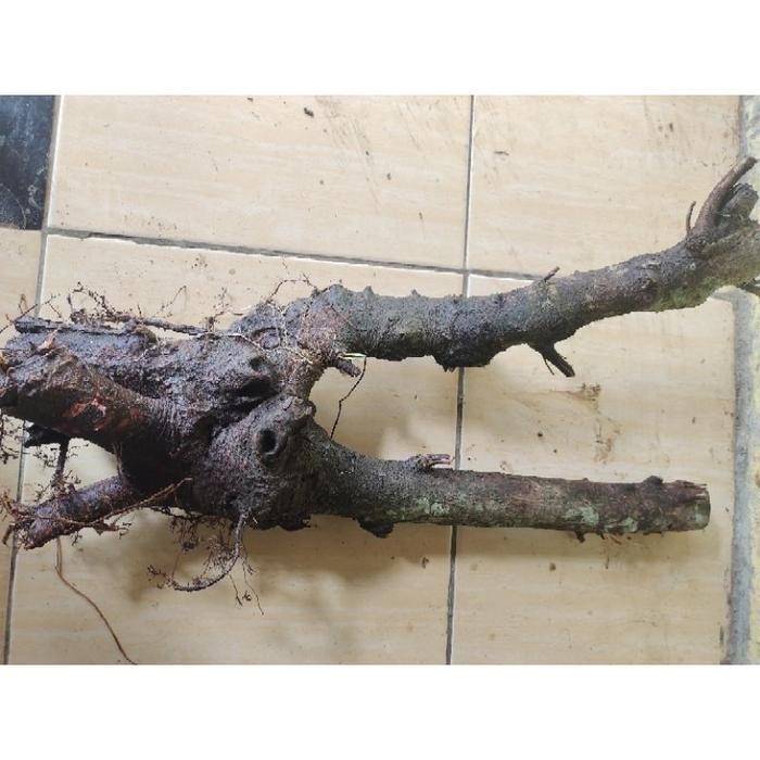 New Bahan Bonsai Dongkelan Ficus Beringin Bunut Pucuk Merah 4Kg