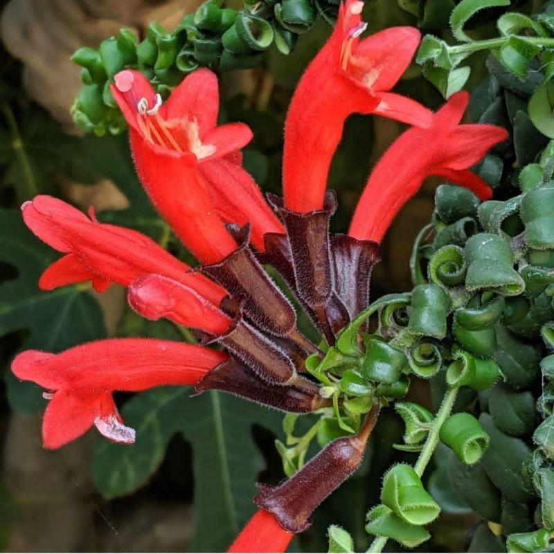 tanaman gantung lipstik bunga merah-tanaman hias-bunga hidup-tanaman outdoor-hiasan diteras-hiasan d