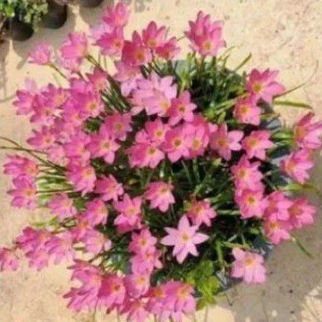 tanaman hias lili hujan pink -tanaman hias hidup-bunga hias-bunga hidup