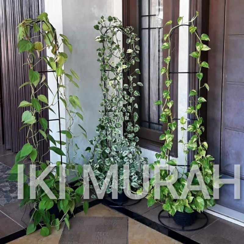 karrinustore - STANDING RAK BESI RAMBAT/RAK TANAMAN RAMBAT/RAK BUNGA RAMBAT(Restok)