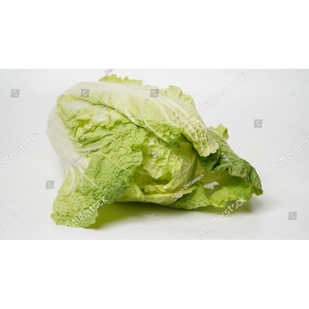 AL Benih Sawi Putih Bibit Sayuran Slobor