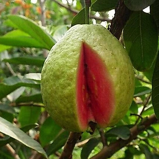 Entres jambu biji chegua - pucuk tunas jambu biji chegua