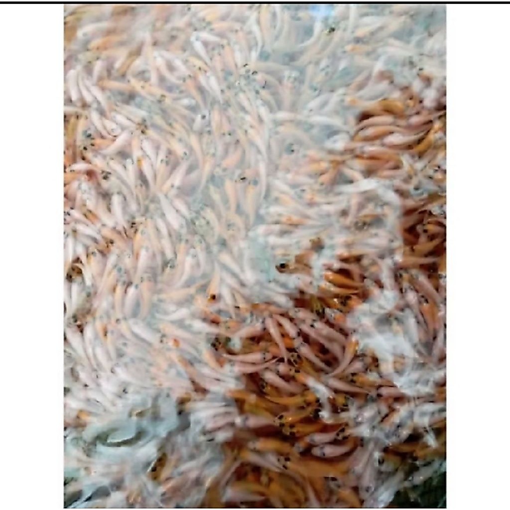 larva nila merah bangkok terbaik isi 400 ekor gratis pakan.