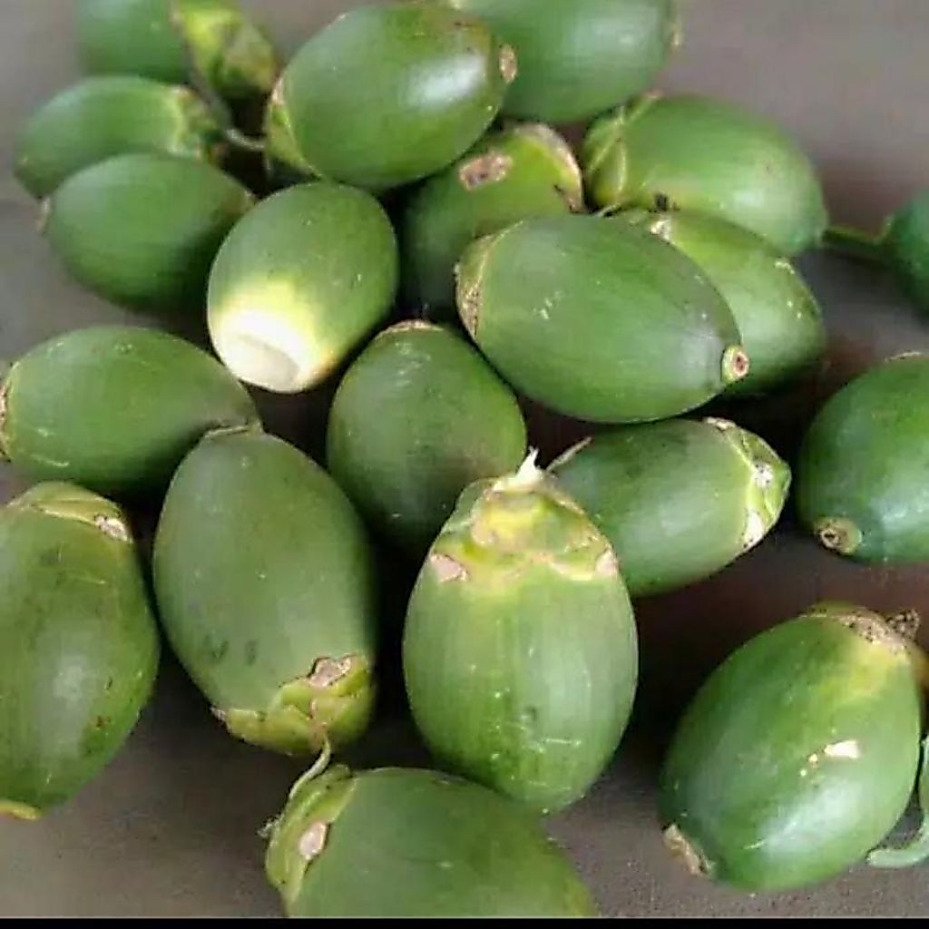 obat kuat buah pinang muda 10 biji siap pakai kualitas terbaik