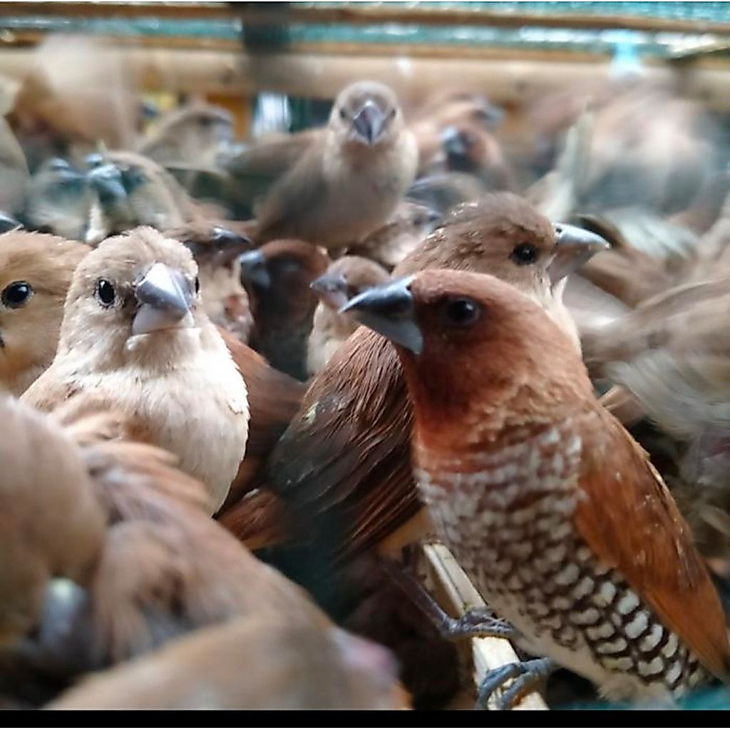 BURUNG PIPIT / EMPRIT PEKING warna warni