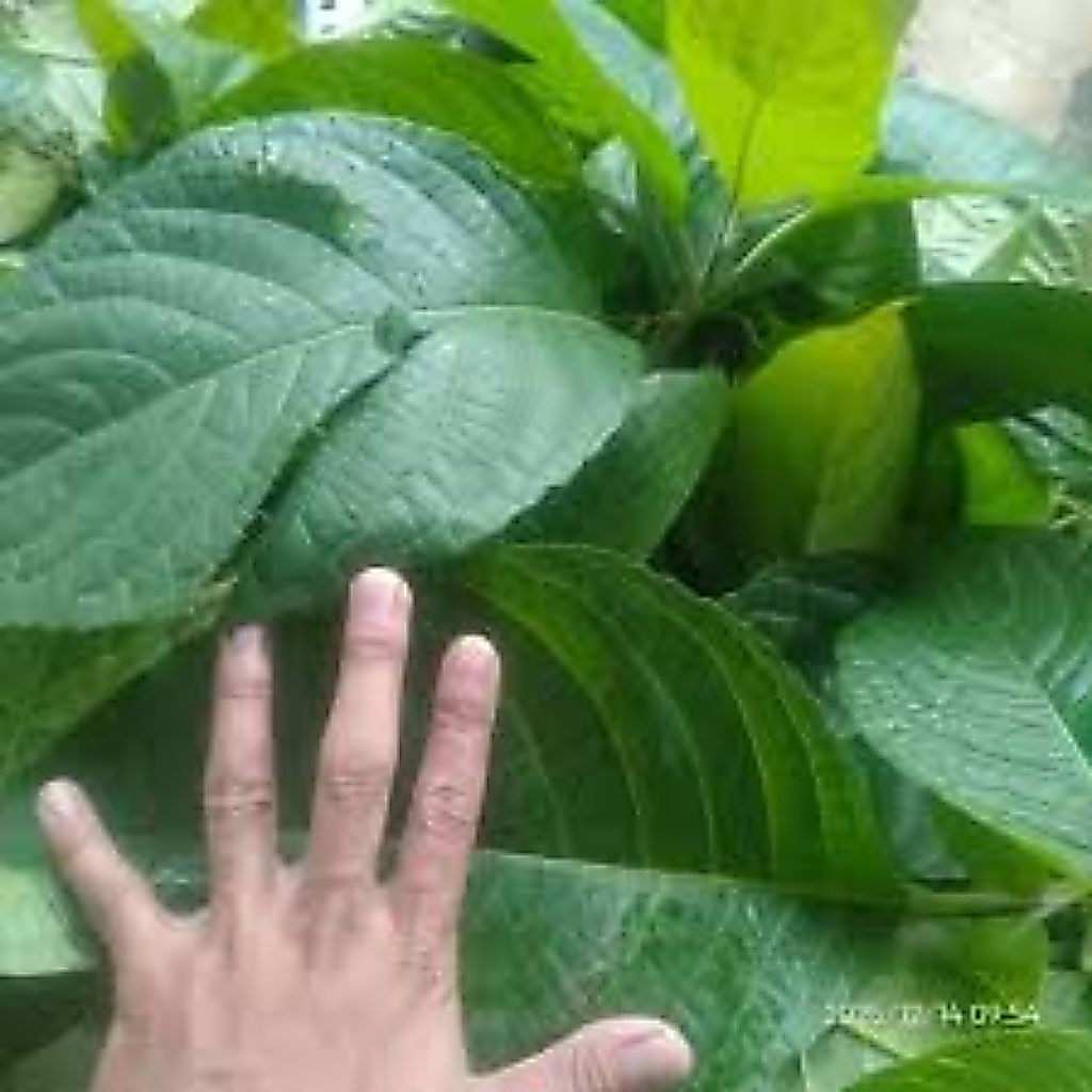 Stek Trichantera Gigantea - Batang Stek Trichantera Gigantea, Mudah Dibudidayakan, Tinggi Protein, C