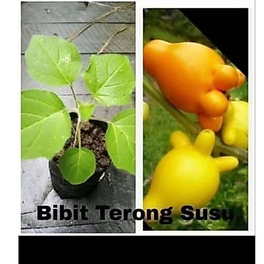 Bibit terong susu