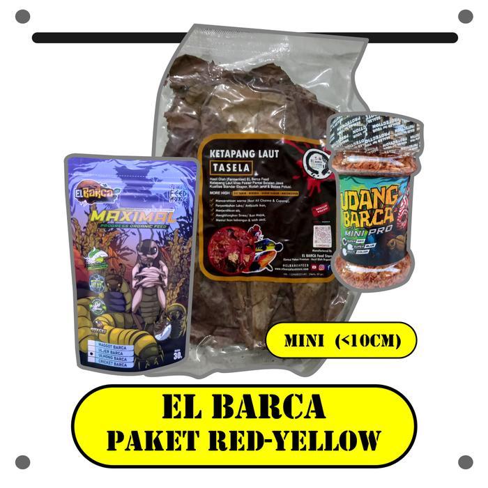 PAKET PROGRES IKAN CHANNA MARU RED/YELLOW ASIATICA RS RIM LIMBATA ARWANA LOUHAN - Mini (<10cm)