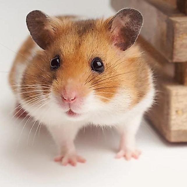 Hamster Syrian