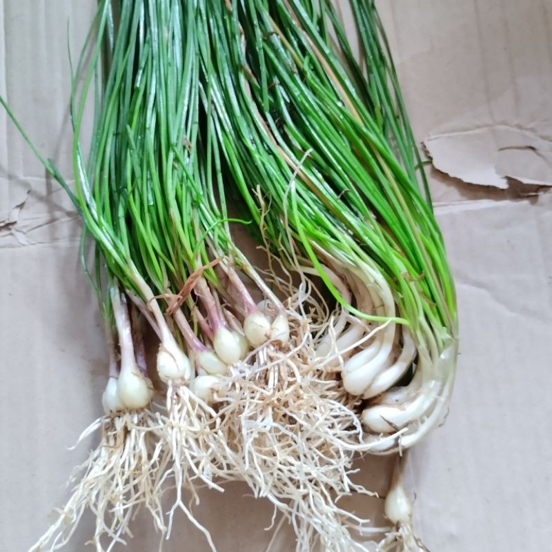 

Kucai Sayur Segar Bawang Batak Berat 1 kg