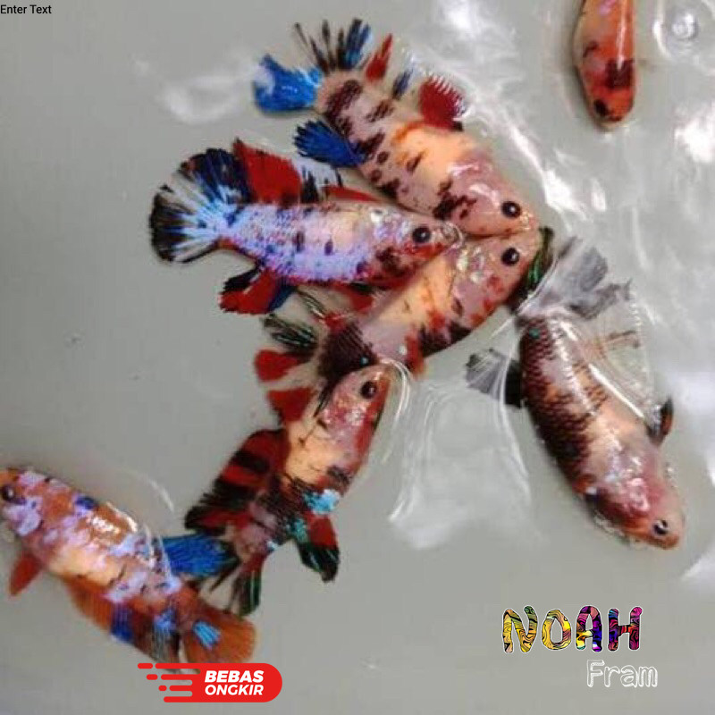 Isi aquarium Ikan Cupang Plakat Multicolour Betina Full Telur Size M