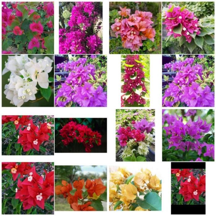 PROMOBIBIT BOUGENVILLE STEK BATANG//STEK BOUGENVILLE VARIAN WARNA - Rainbow