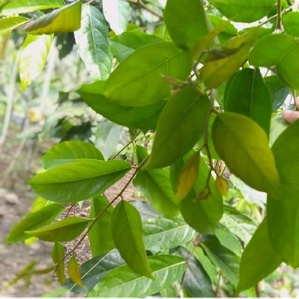 

Daun Mareme Segar Untuk Lalapan Per 100 Gram