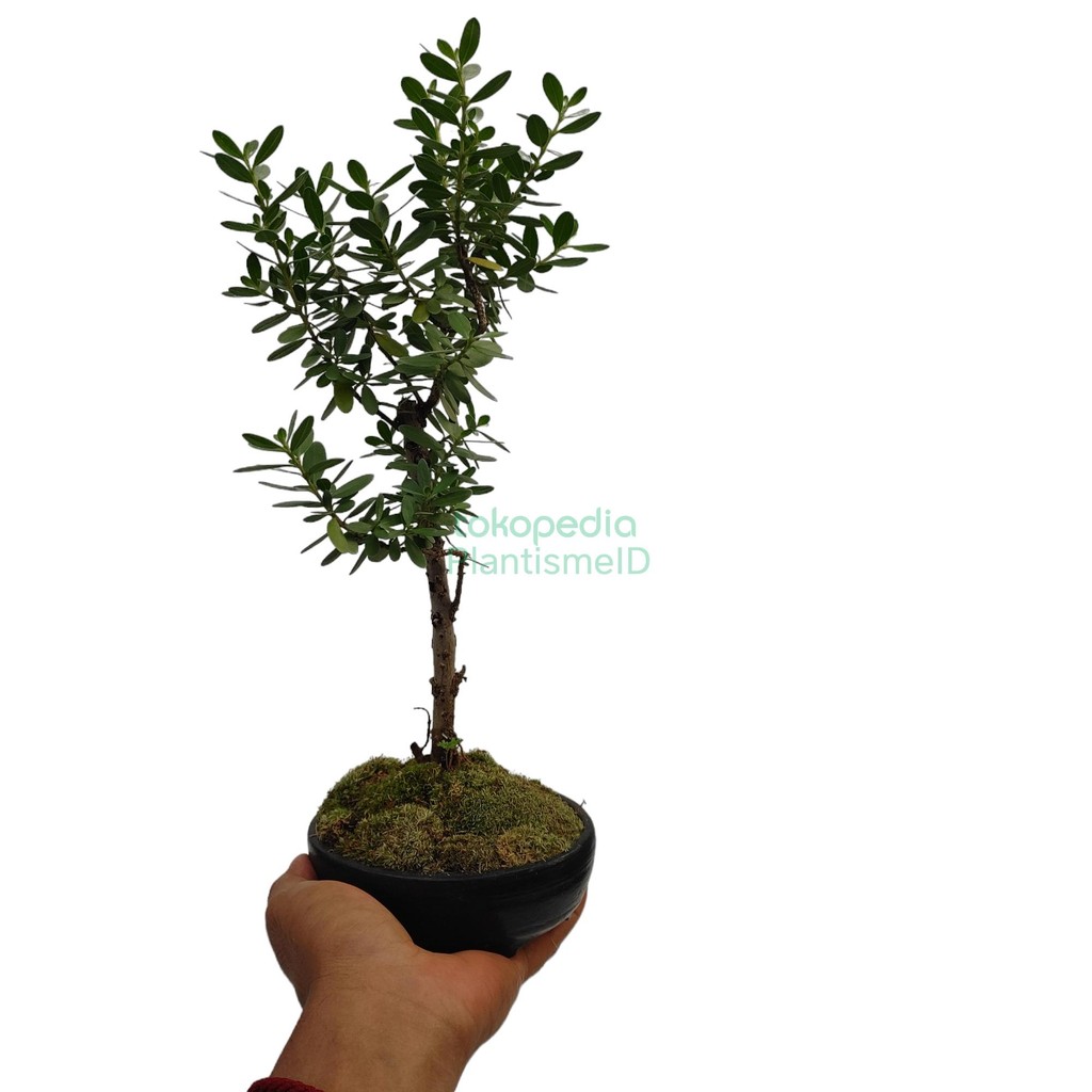 Bonsai – Buddhist Pine Podocarpus macrophyllus Lohansung Micro Pohon Cemara Jepang Mini Indoor Outdo