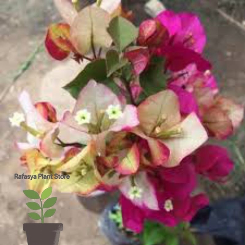 Bougenville citra India