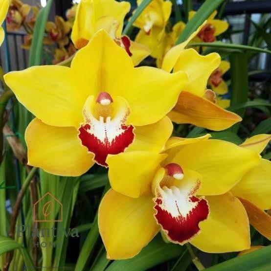 Anggrek Cymbidium aussie Sunsprite kuning - Tanaman Hias Anggrek Tanah