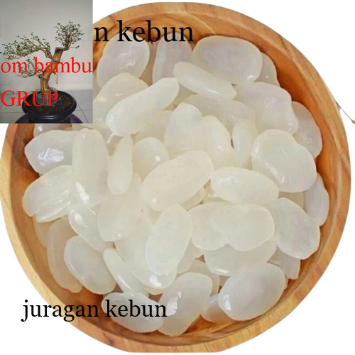 

Kolang kaling segar Kolang kaling super bahan manisan 1kg bersih