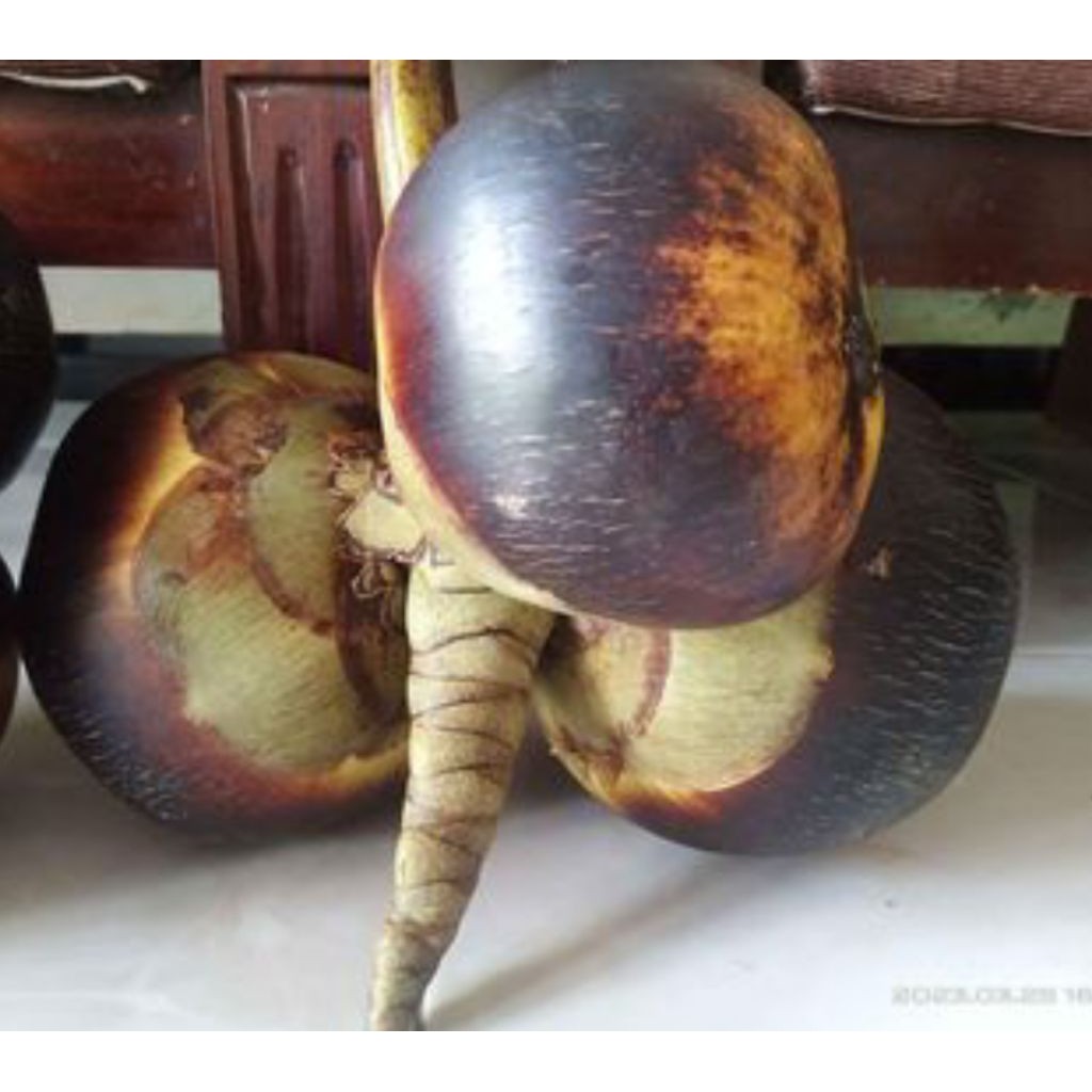 

Buah Lontar Manis Legit & Kenyal,Dikirim Plus Tangkai Kesegaran Lebih Lama(SATU BUAH UTUH&Aman Kirim Kemana Saja)