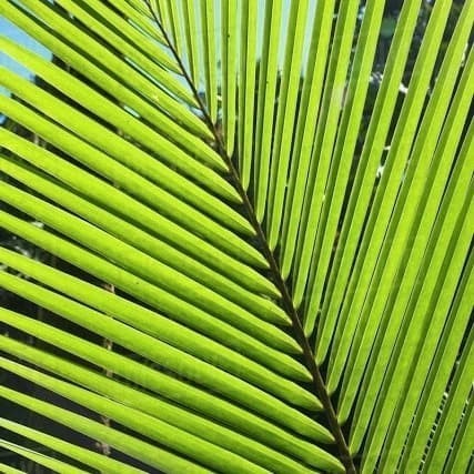 Daun janur kelapa segar