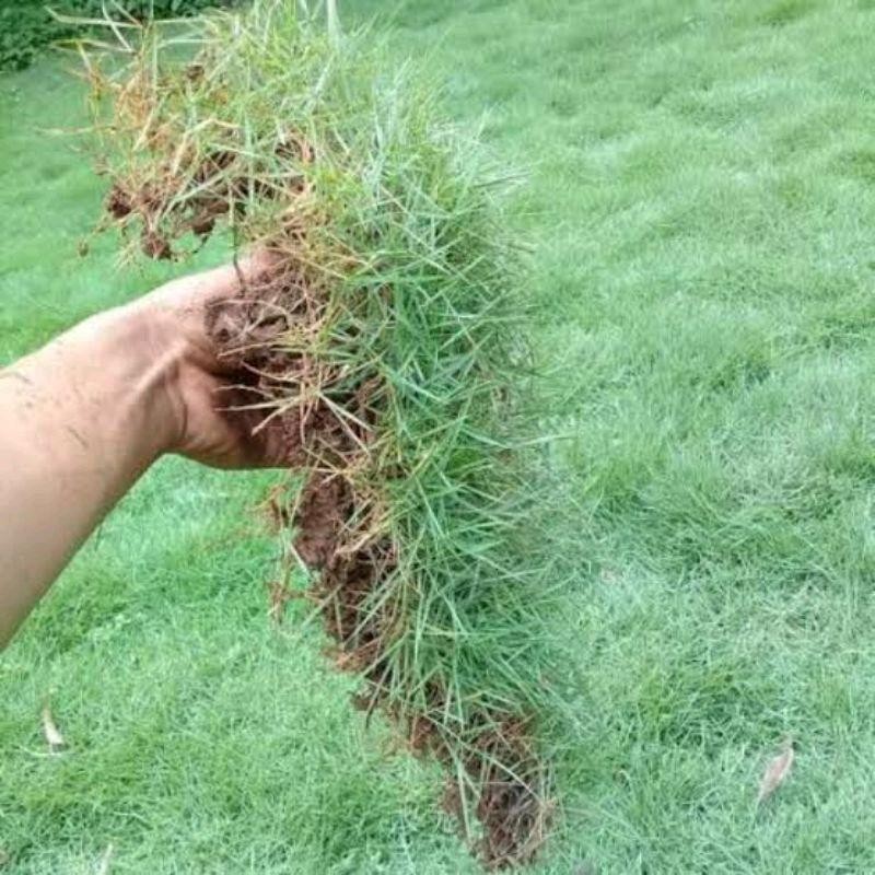 Tanaman rumput jepang-Rumput packing 1 lempeng,siap tanam