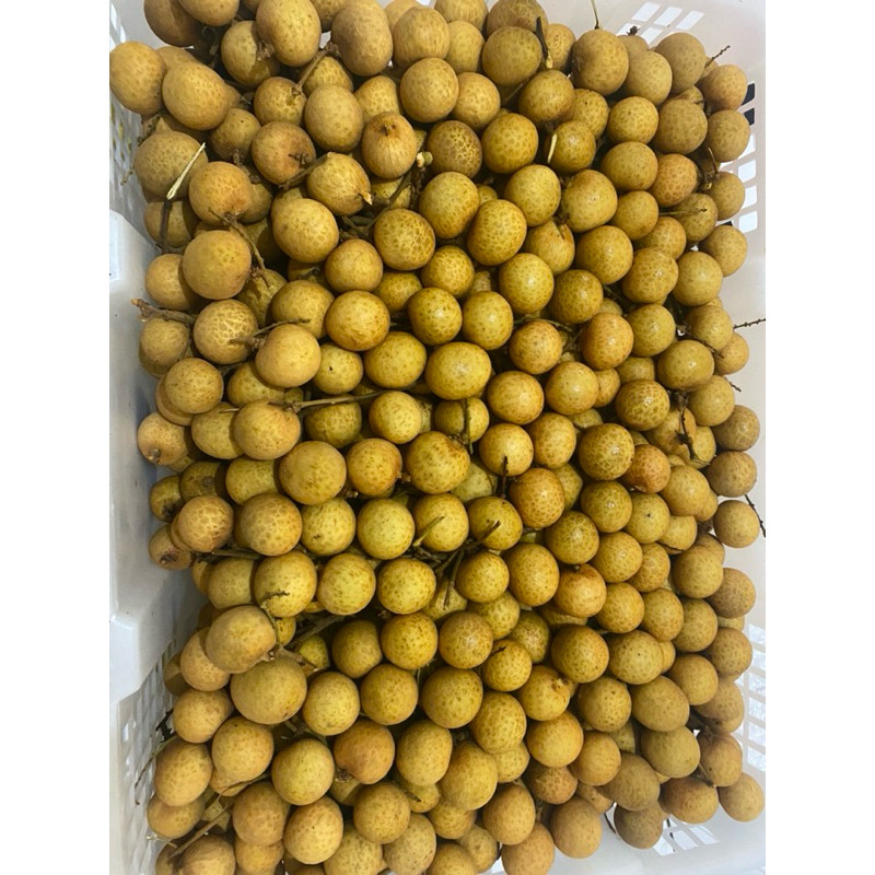 

buah lengkeng bangkok thailand fresh 1 keranjang