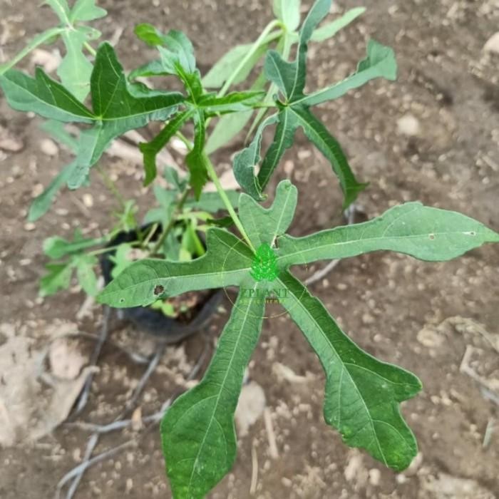 bibit pohon gedi - atau daun kalingsir