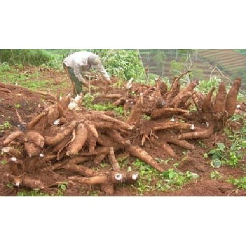 Bibit Singkong Gajah