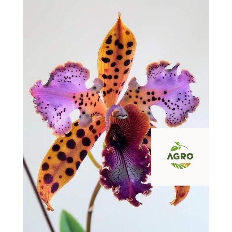 tanaman hias anggrek dendrobium Tiger // anggrek dendrobium siap berbunga // anggrek dendrobium siap