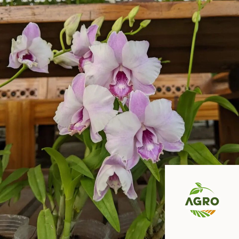 Anggrek Dendrobium King Dragon Pink