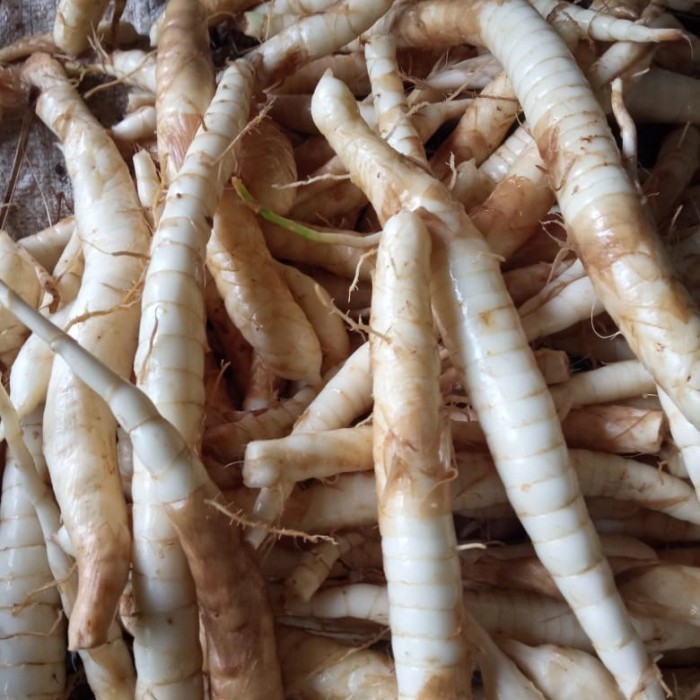 Umbi garut segar - umbi irut obat lambung 500 gram